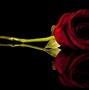 Image result for Download Free Red Rose Flower