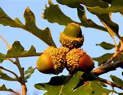 Image result for Root System of Bur Oak