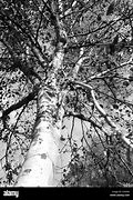 Image result for Fall Leaf Birch Tree