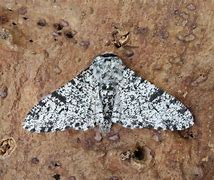 Image result for Industrial Melanism Peppered Moth