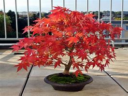 Image result for Bonsai Tree Care Instructions