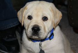 Image result for Cute Lab Puppy Coloring Pages