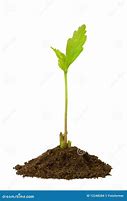 Image result for Oak Tree Sprout