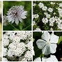 Image result for Best Perennials for Zone 9