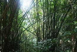 Image result for Bamboo Jungle