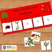 Image result for Apple Tree Life Cycle Worksheet for Kids