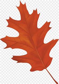 Image result for Oak Leaves Clip Art