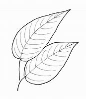 Image result for Fall Leaves Sketch