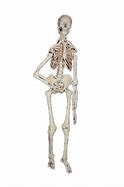 Image result for Undertale Skeleton