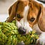 Image result for Strongest Dog Toys for Chewers