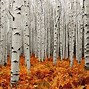 Image result for Aspen Grove Phone Wallpaper