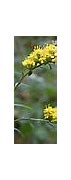 Image result for Elm Leaf Golden Rod