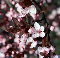 Image result for Tree Branch Wallpaper PC