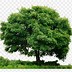 Image result for Shaking Apple Tree Clip Art