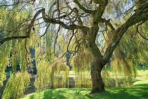 Image result for Willow Tree Branch