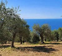 Image result for Olive Tree Symbol Canva