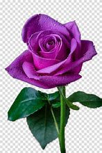 Image result for Rose Images Clip Art Black and White