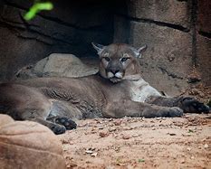 Image result for Mountain Lion Cougar Animal