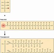 Image result for Lipid Chain