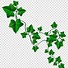 Image result for Ivy Leaf Vine Clip Art