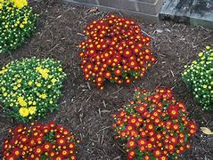 Image result for Fall Mums Screensavers