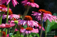 Image result for Cone Flowers Watercolors