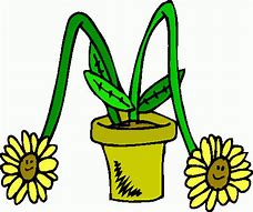 Image result for Dead Flower Clip Art