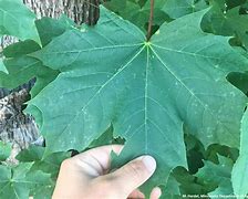 Image result for Sugar Maple Branch