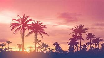 Image result for Pics of Fam Palm Tree