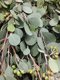 Image result for Different Types of Eucalyptus