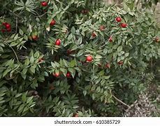 Image result for Shrub with Red Berries and Thorns