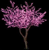 Image result for 5 FT Cherry Tree