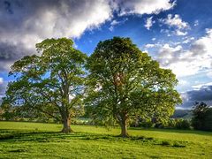 Image result for Red Oak Trees Near Me