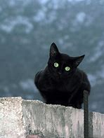 Image result for Black Cat Dank Meme