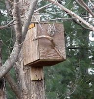 Image result for Eastern Screech Owl Box Plans