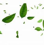 Image result for Green Leaves Drawing