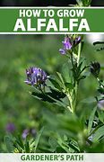 Image result for Alfalfa Hay Before Harvest