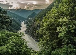 Image result for Jungle in India