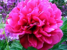 Image result for Beautiful Peony Flower Black