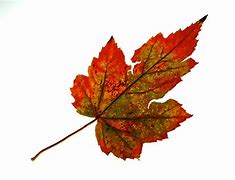 Image result for Single Fall Leaf Texture