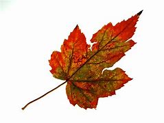 Image result for Single Fall Leaf