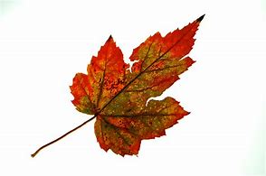 Image result for Single Fall Autumn Leaf