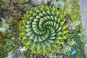 Image result for Spiral Leaf Arrangement