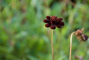 Image result for Brown Colored Flowers