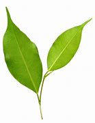 Image result for Leaf PNG 4K