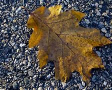 Image result for Types of Oak Leaves