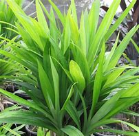 Image result for Buko Pandan Plant