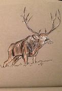 Image result for Sketches of Mule Deer