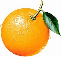 Image result for Orange Tree Clip Art