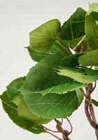 Image result for Aspen Leaf Tattoo